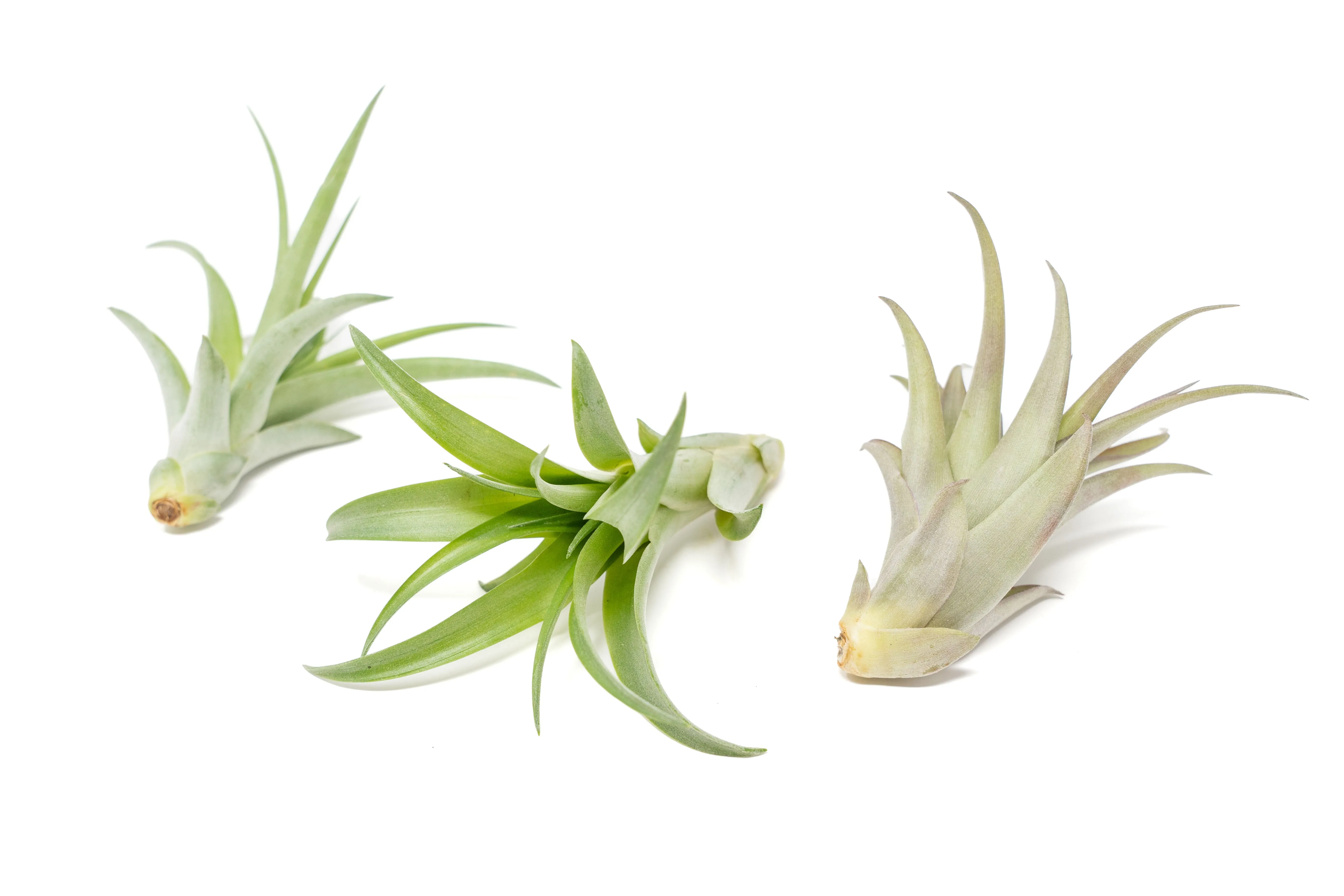 Wholesale - Large Tillandsia Green Abdita Air Plants / 4-6 Inch Plants