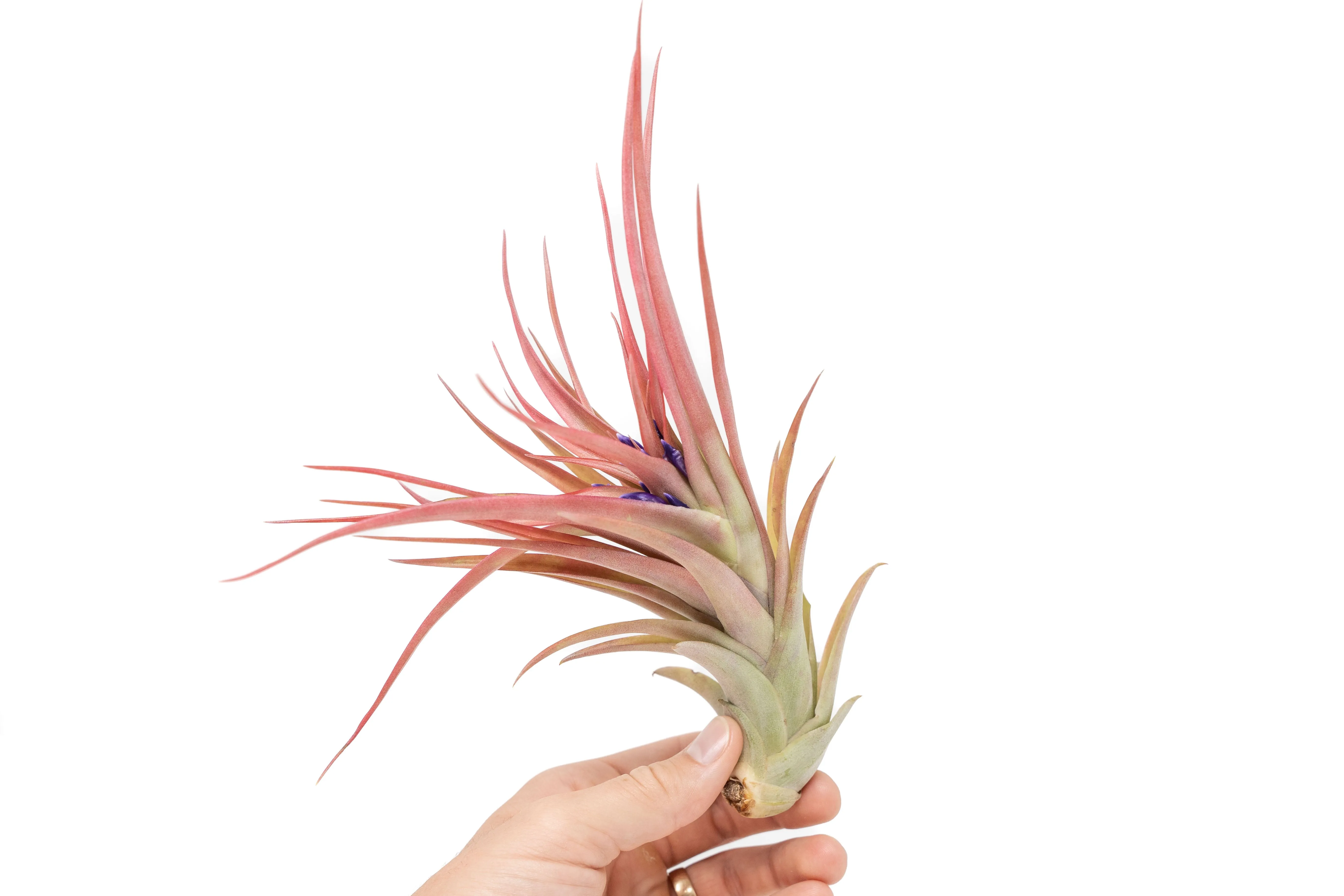 Wholesale - Large Tillandsia Green Abdita Air Plants / 4-6 Inch Plants