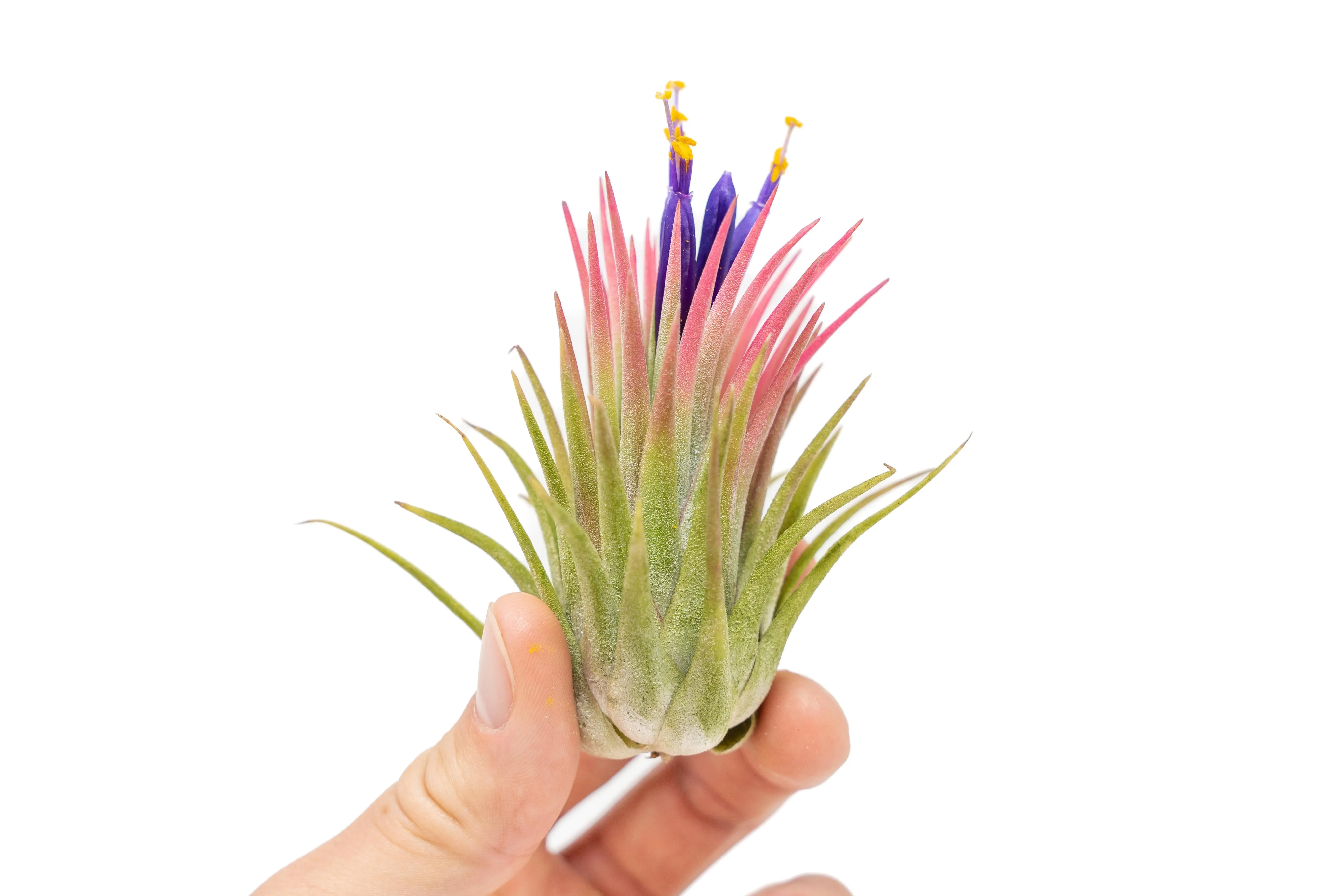 Wholesale - Large Tillandsia Ionantha Rubra Air Plants