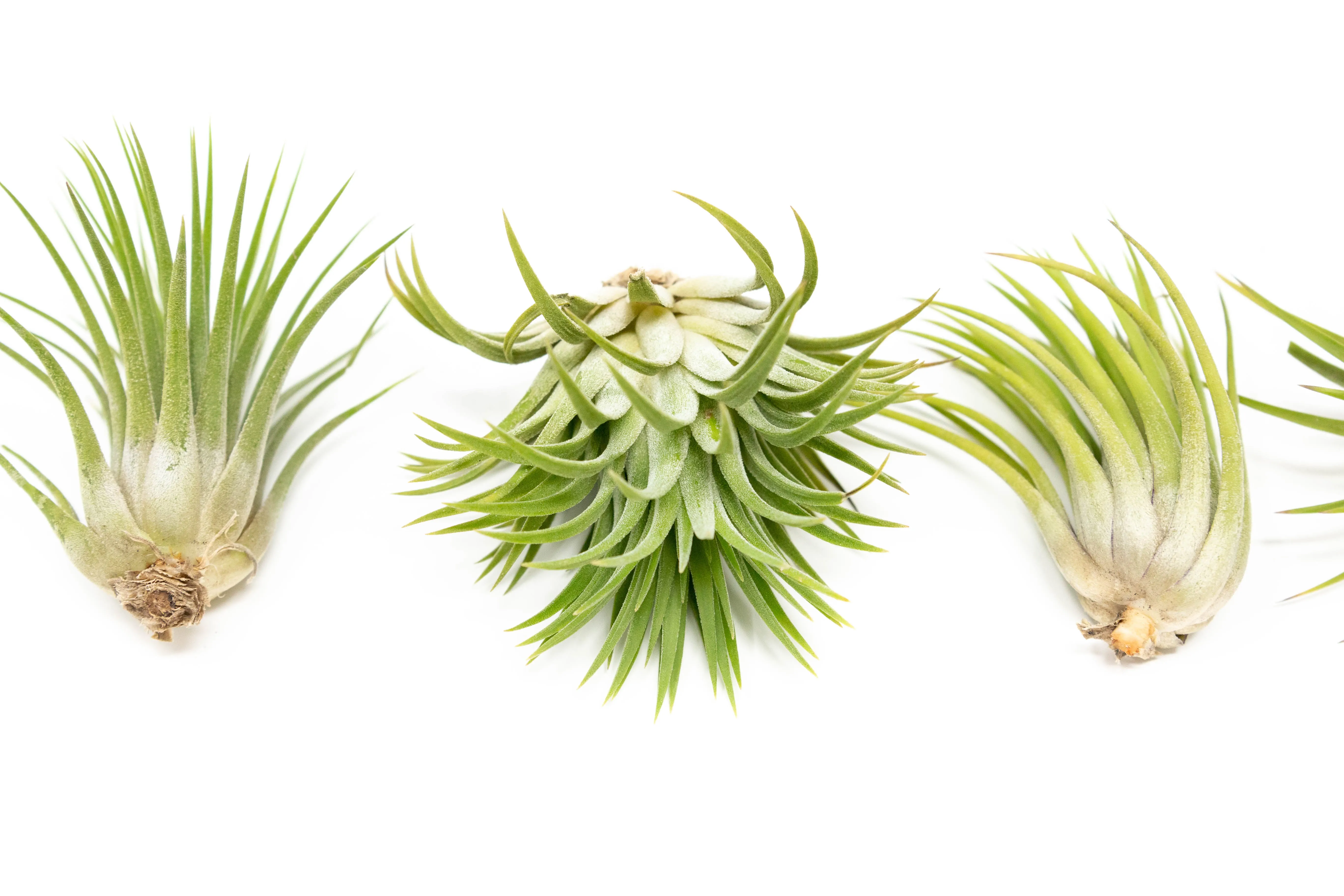 Wholesale - Large Tillandsia Ionantha Rubra Air Plants