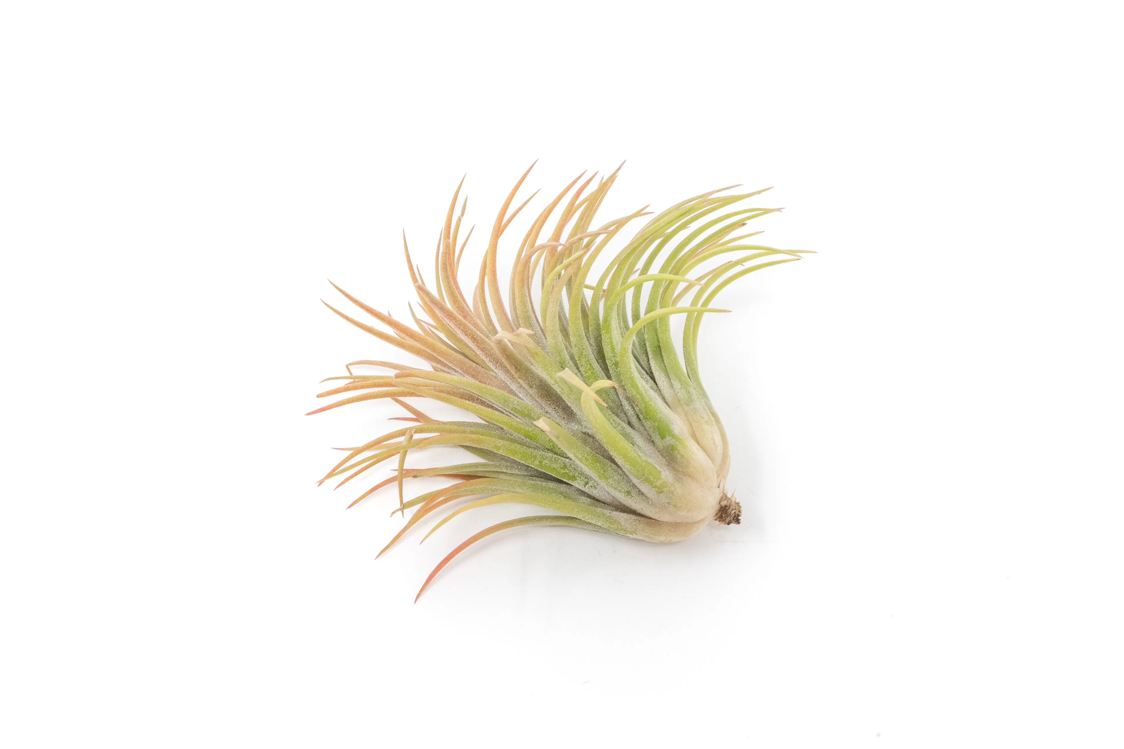 Wholesale - Large Tillandsia Ionantha Rubra Air Plants