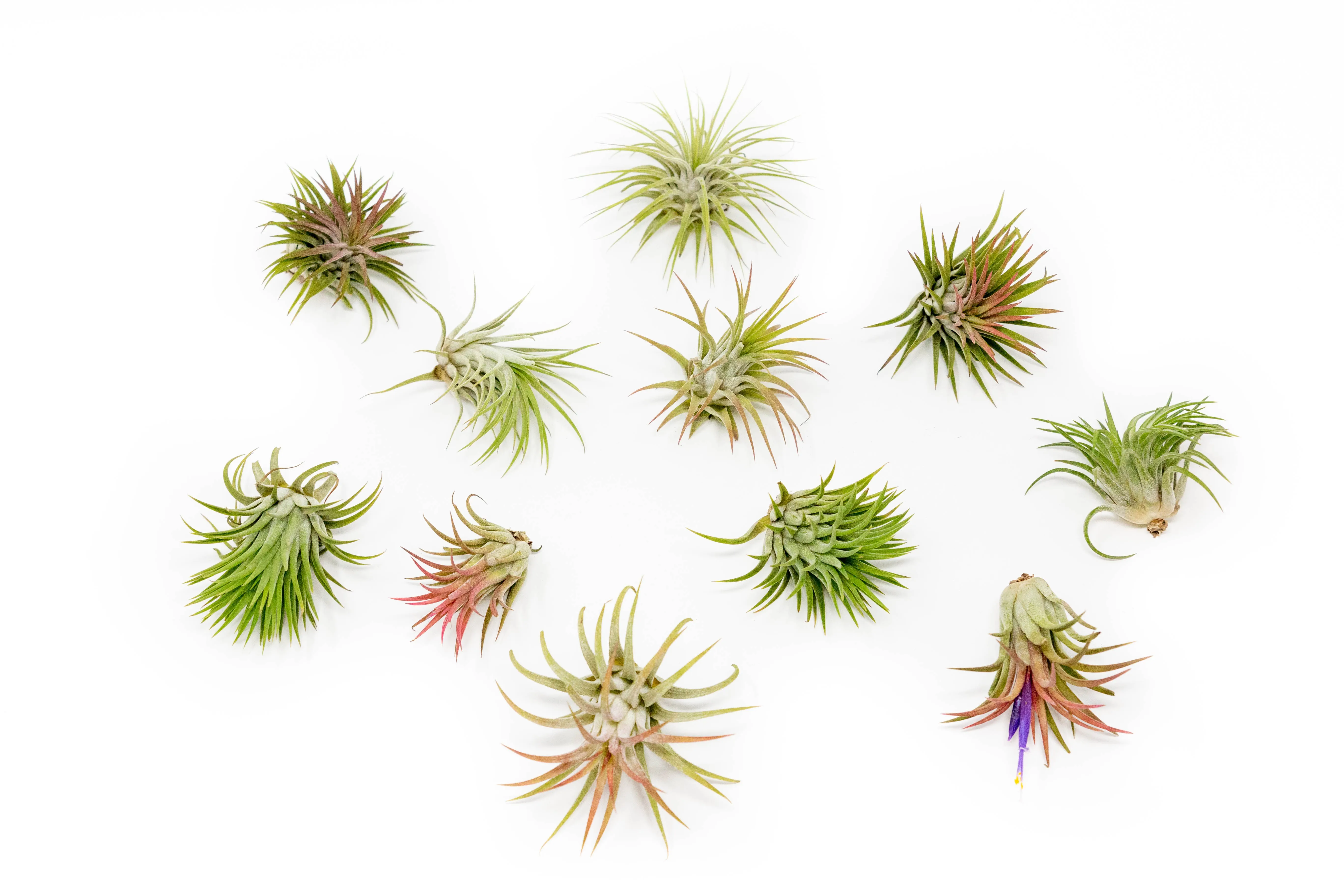 Wholesale - Large Tillandsia Ionantha Rubra Air Plants