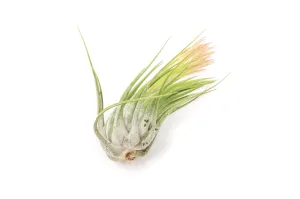 Wholesale - Large Tillandsia Ionantha Scaposa Air Plants