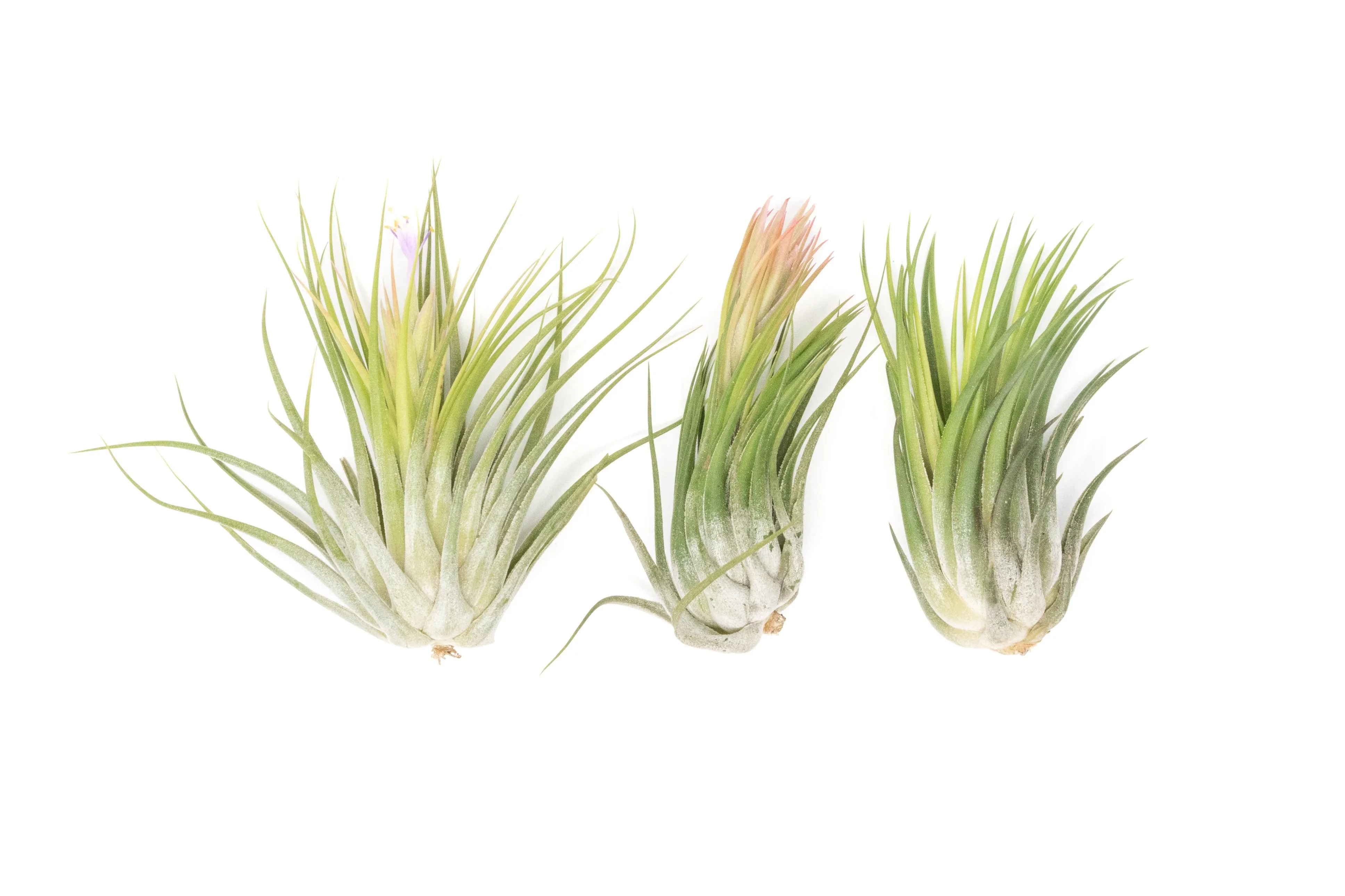 Wholesale - Large Tillandsia Ionantha Scaposa Air Plants