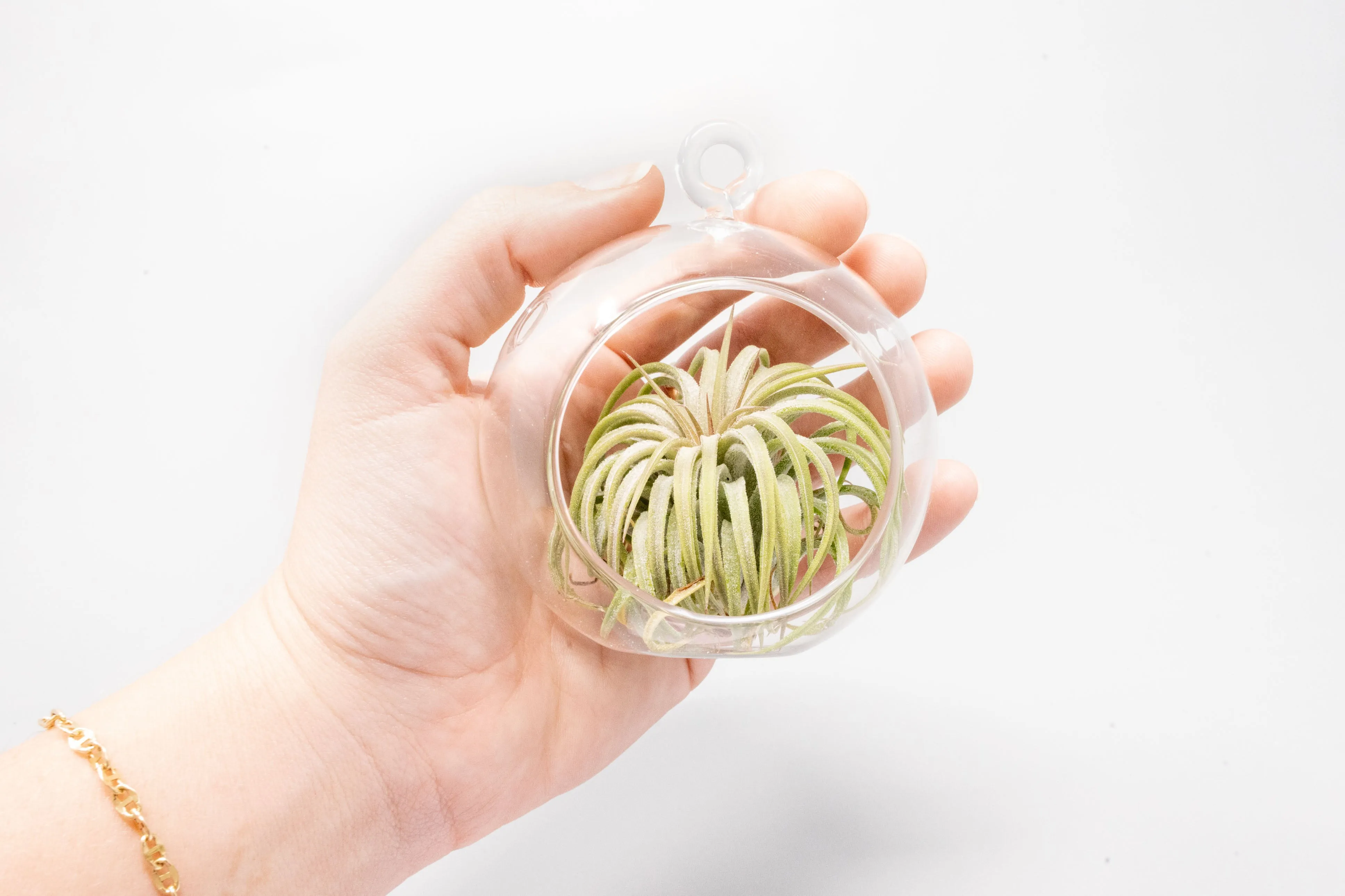 Wholesale - Mini Hanging Flat Bottom Glass Terrariums