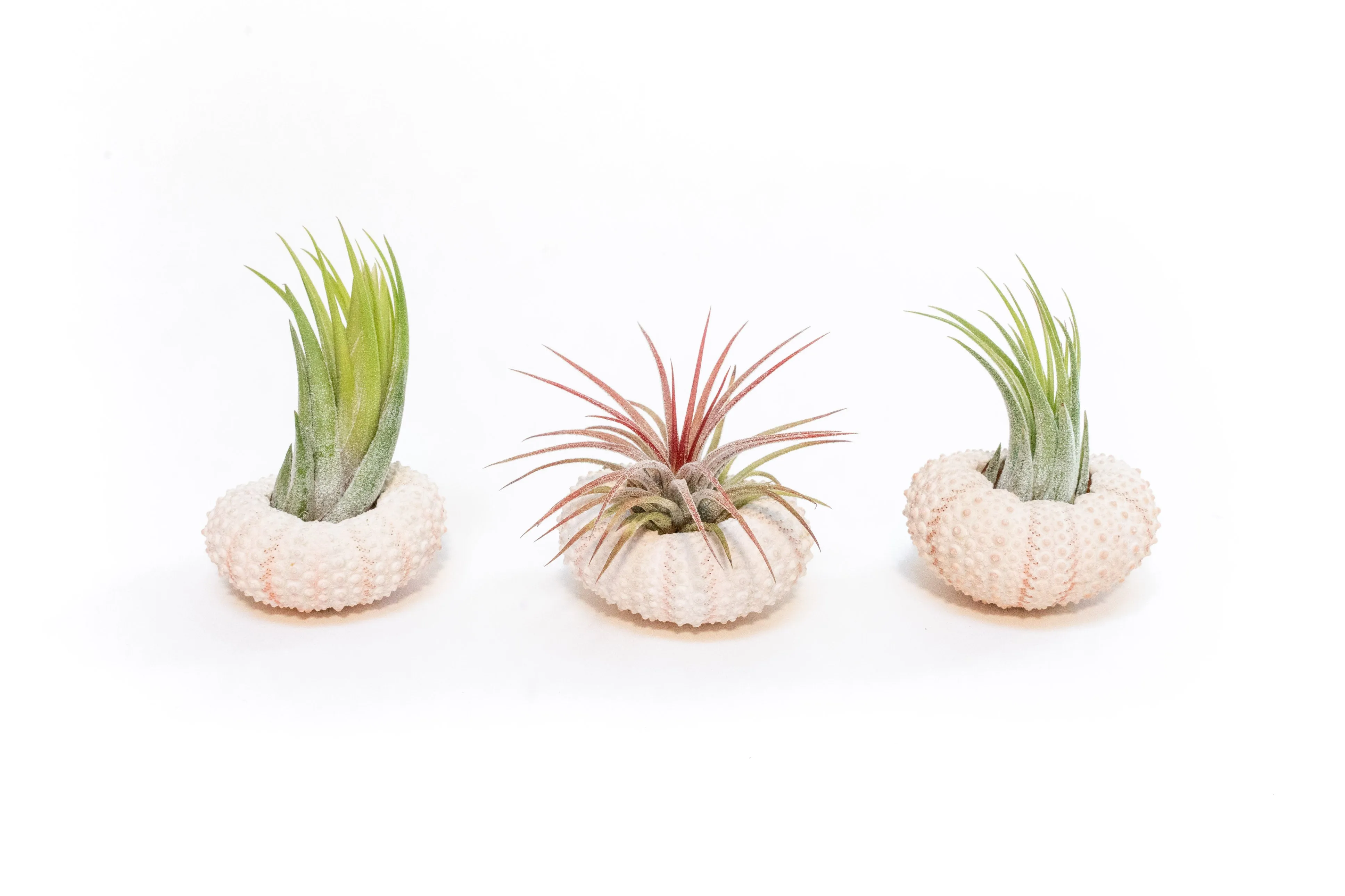 Wholesale - Pink Urchin Shells with Tillandsia Ionantha Air Plants