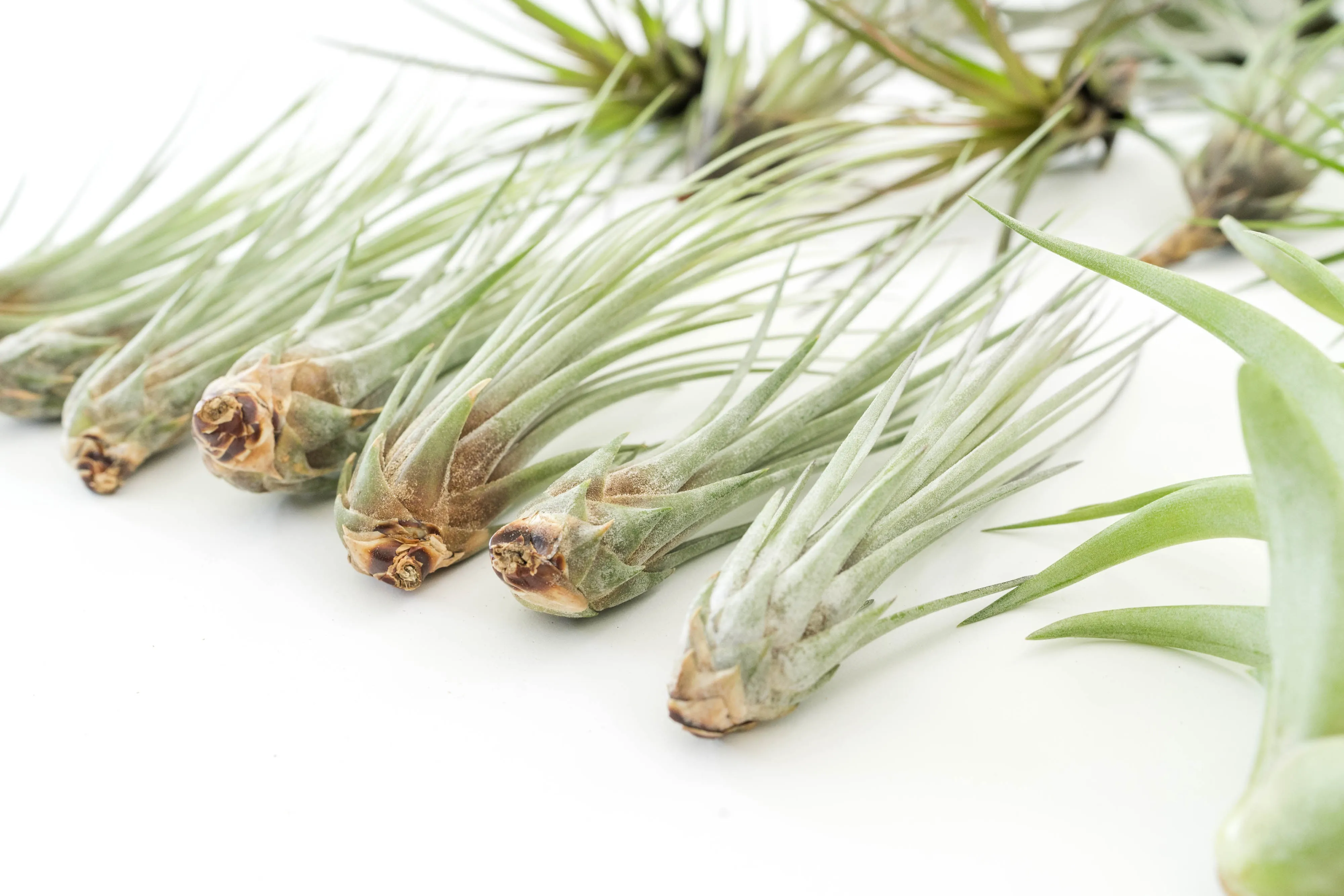 Wholesale - The Best Seller of Tillandsia Air Plant Pack - 33 of our Most Popular Plants