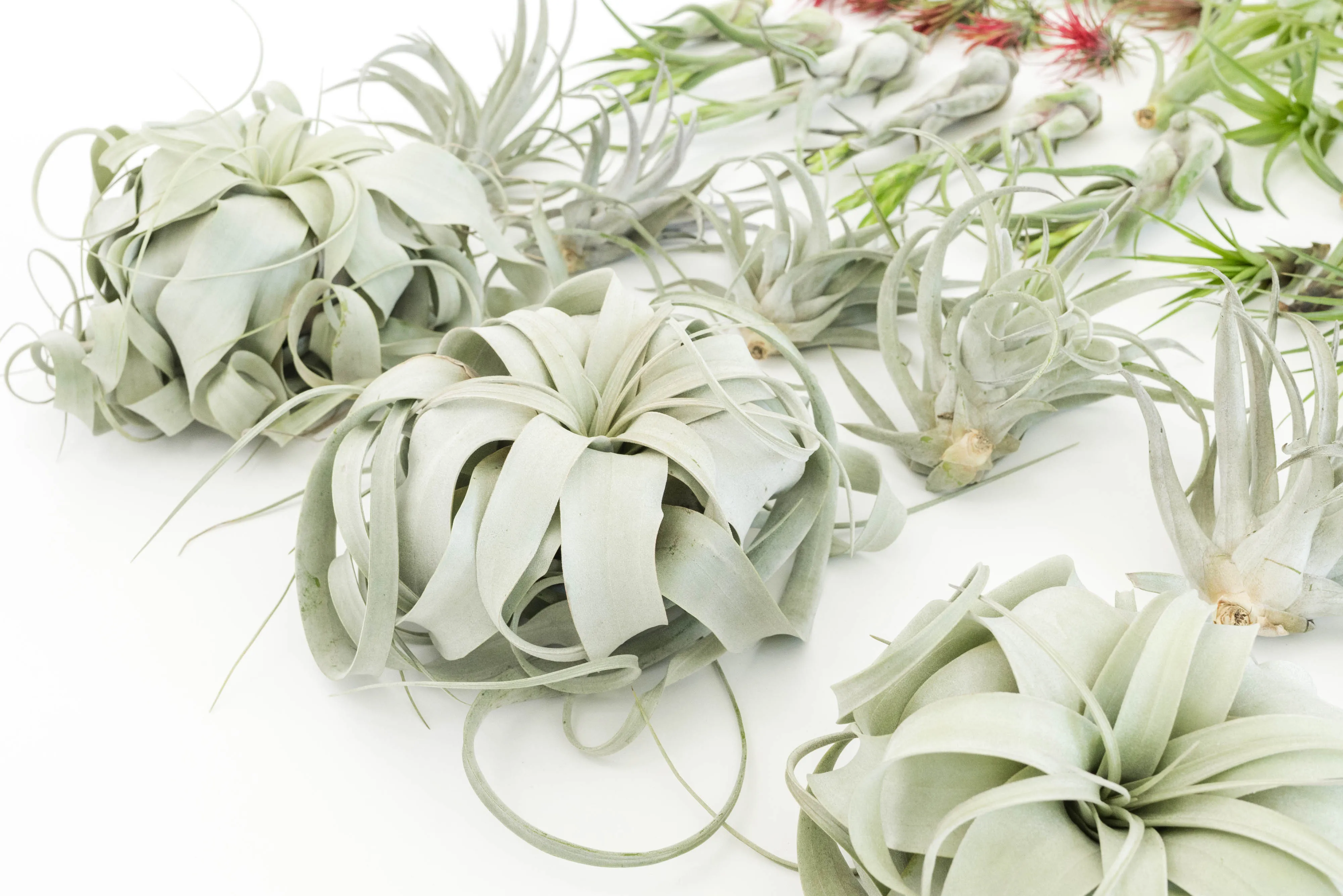 Wholesale - The Best Seller of Tillandsia Air Plant Pack - 33 of our Most Popular Plants