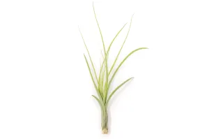 Wholesale - Tillandsia Balbisiana Air Plants