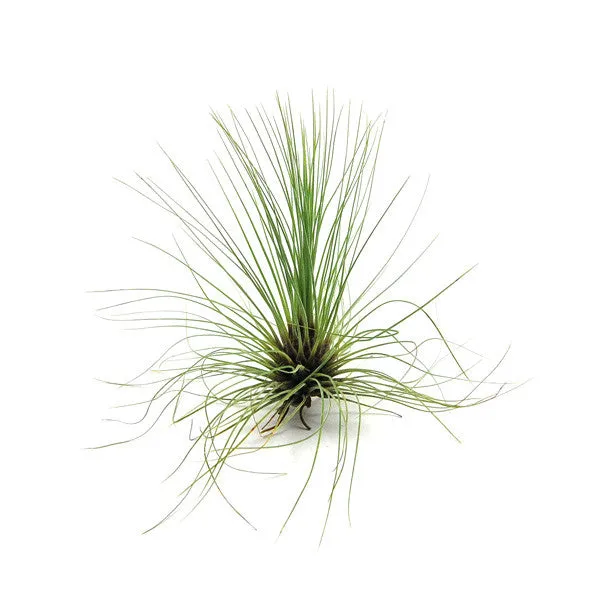 Wholesale - Tillandsia Filifolia Air Plants