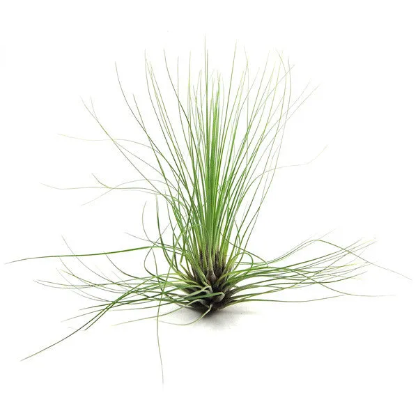 Wholesale - Tillandsia Filifolia Air Plants