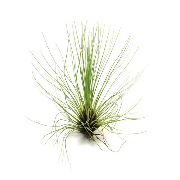 Wholesale - Tillandsia Filifolia Air Plants