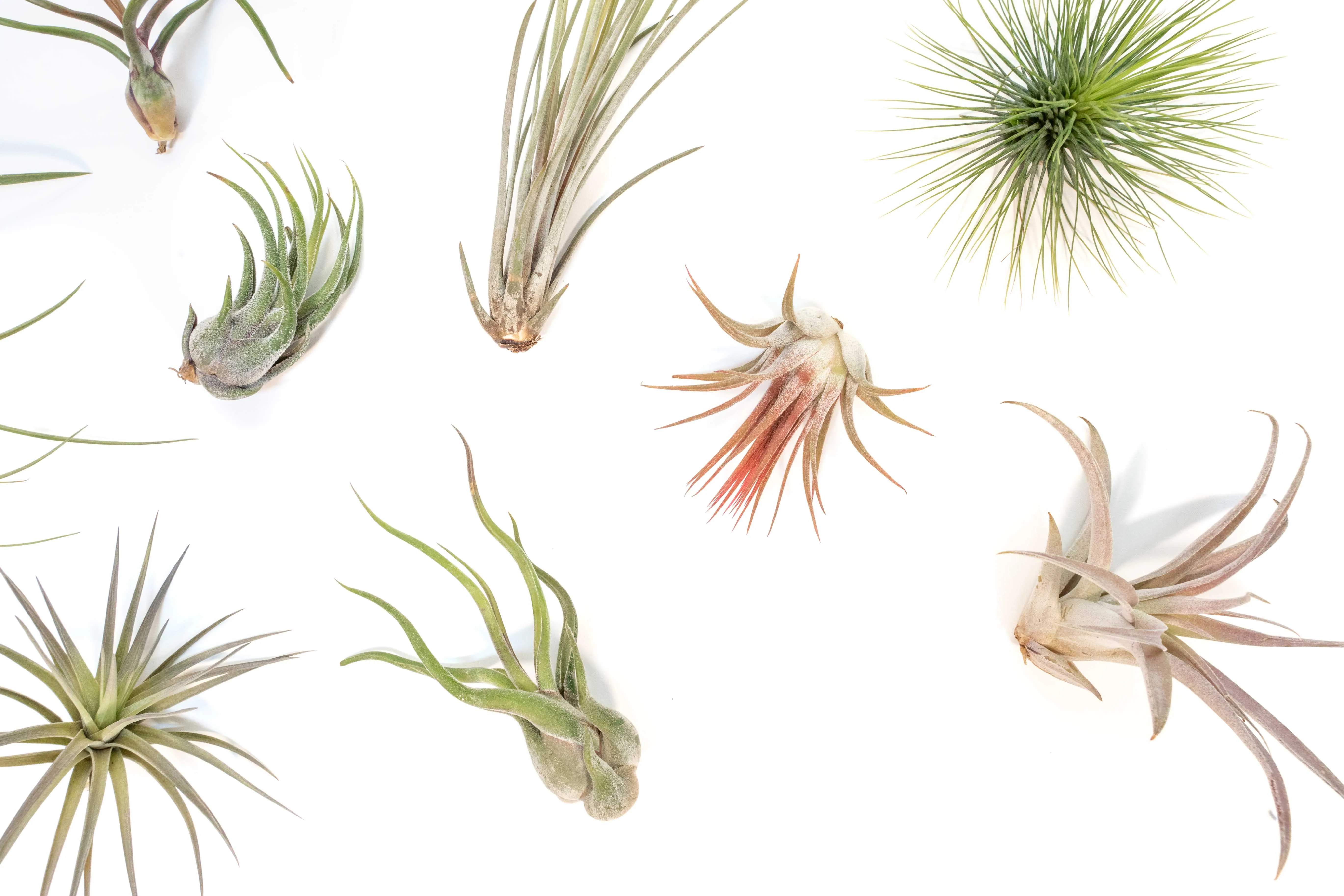 Wholesale - Tillandsia Grab Bag Variety of Small and Medium Air Plants