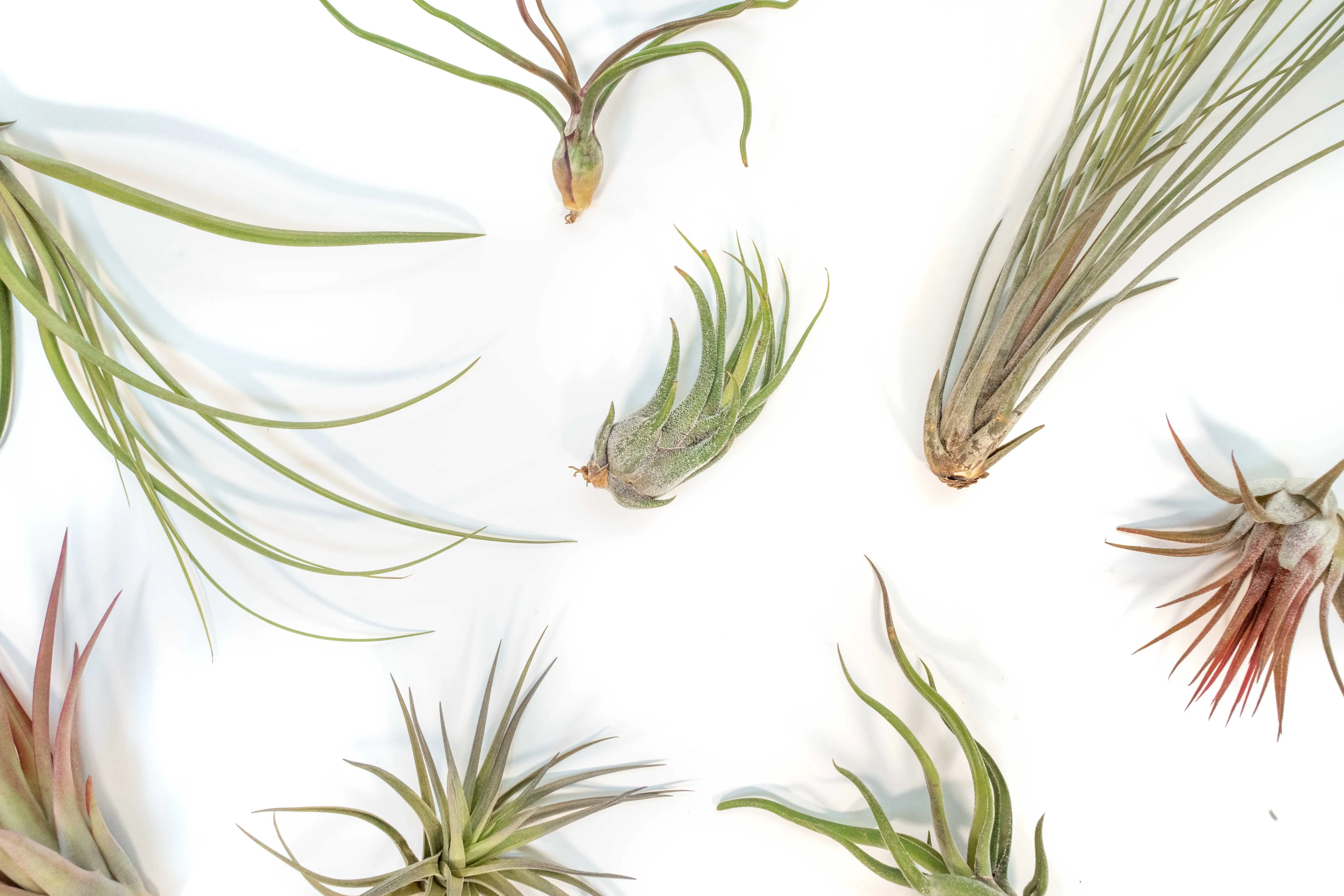 Wholesale - Tillandsia Grab Bag Variety of Small and Medium Air Plants