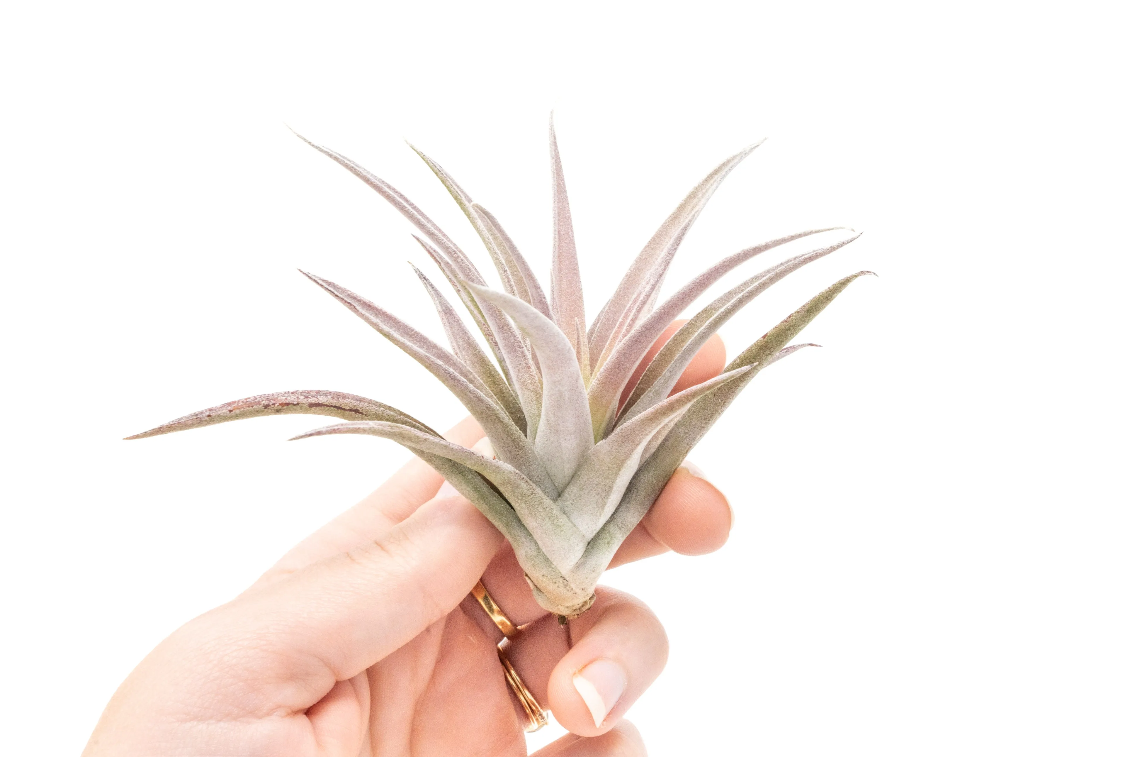 Wholesale - Tillandsia Harrisii Air Plants