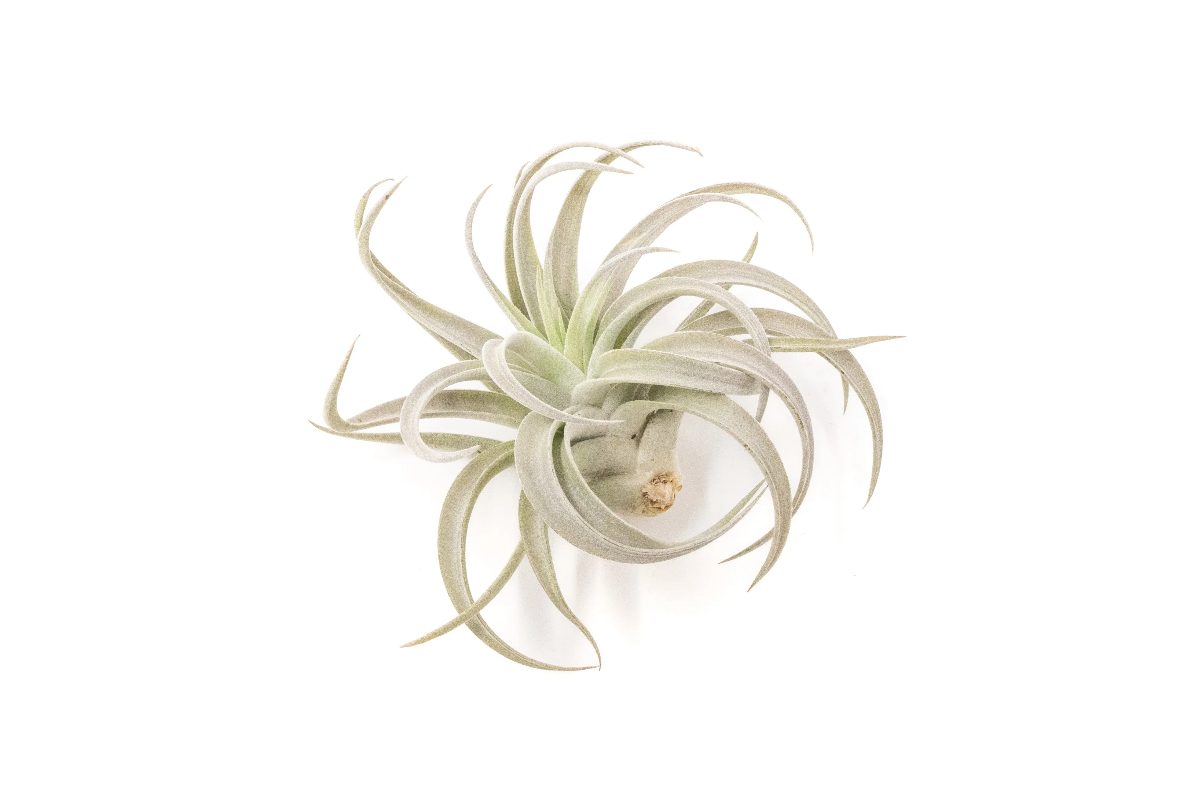 Wholesale - Tillandsia Harrisii Air Plants