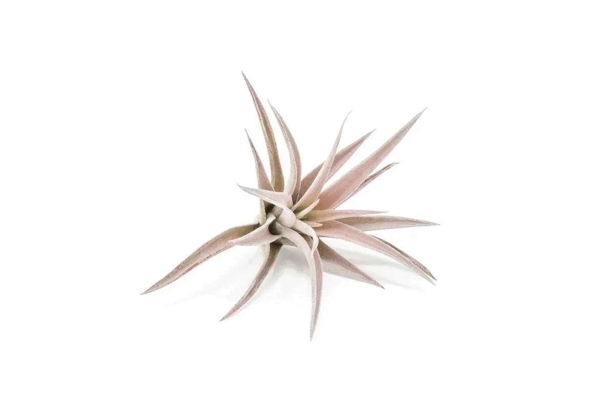 Wholesale - Tillandsia Harrisii Air Plants