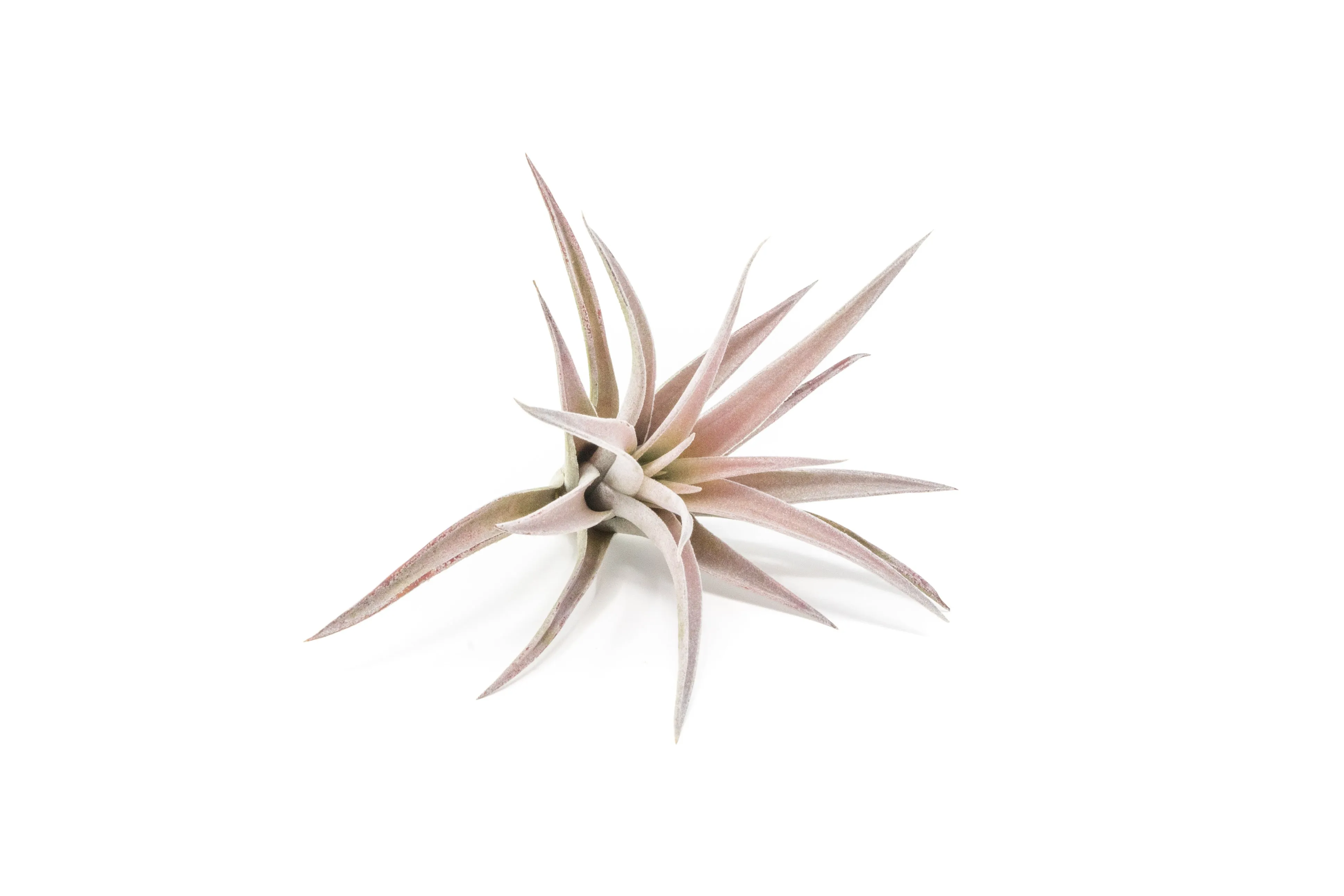 Wholesale - Tillandsia Harrisii Air Plants