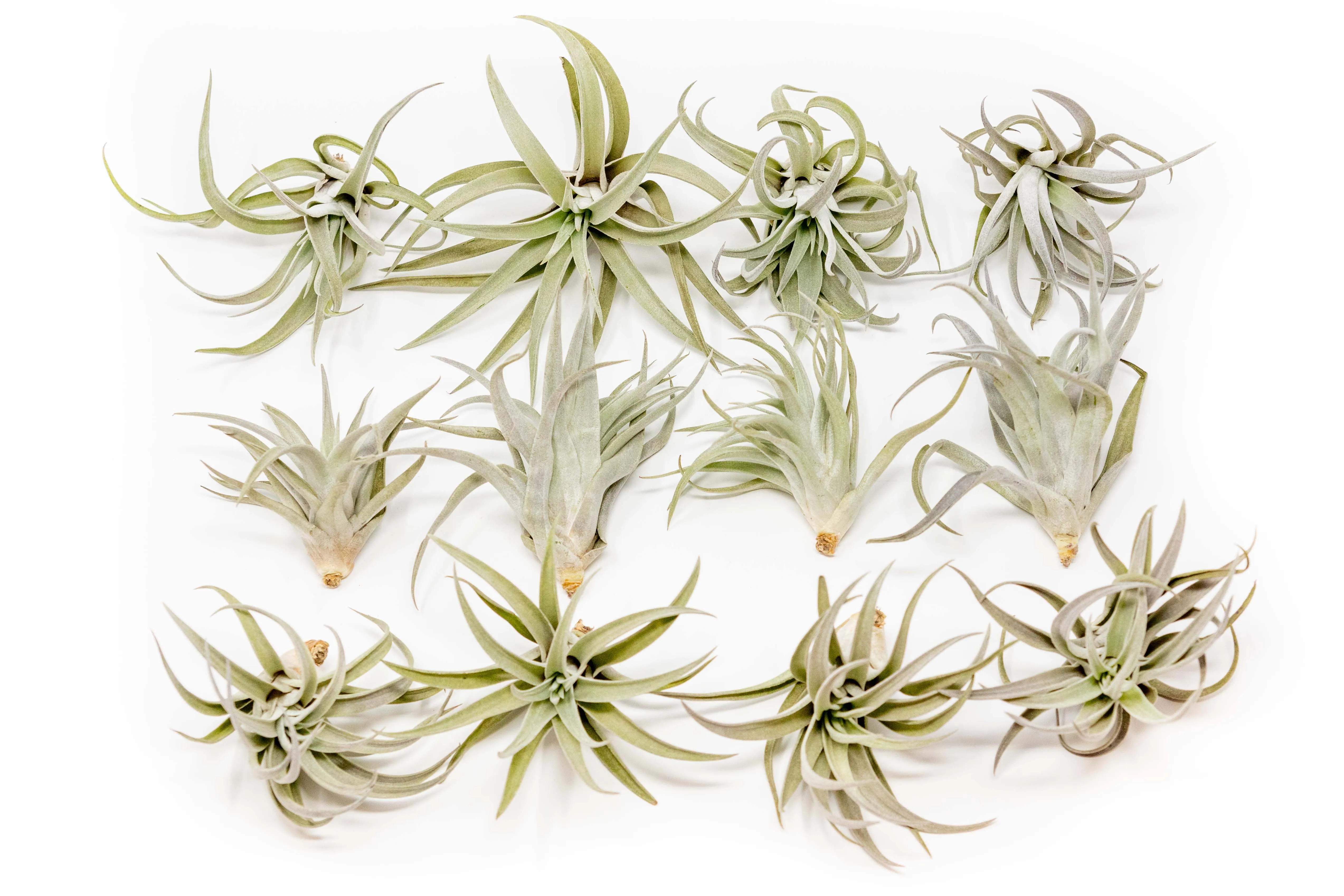 Wholesale - Tillandsia Harrisii Air Plants