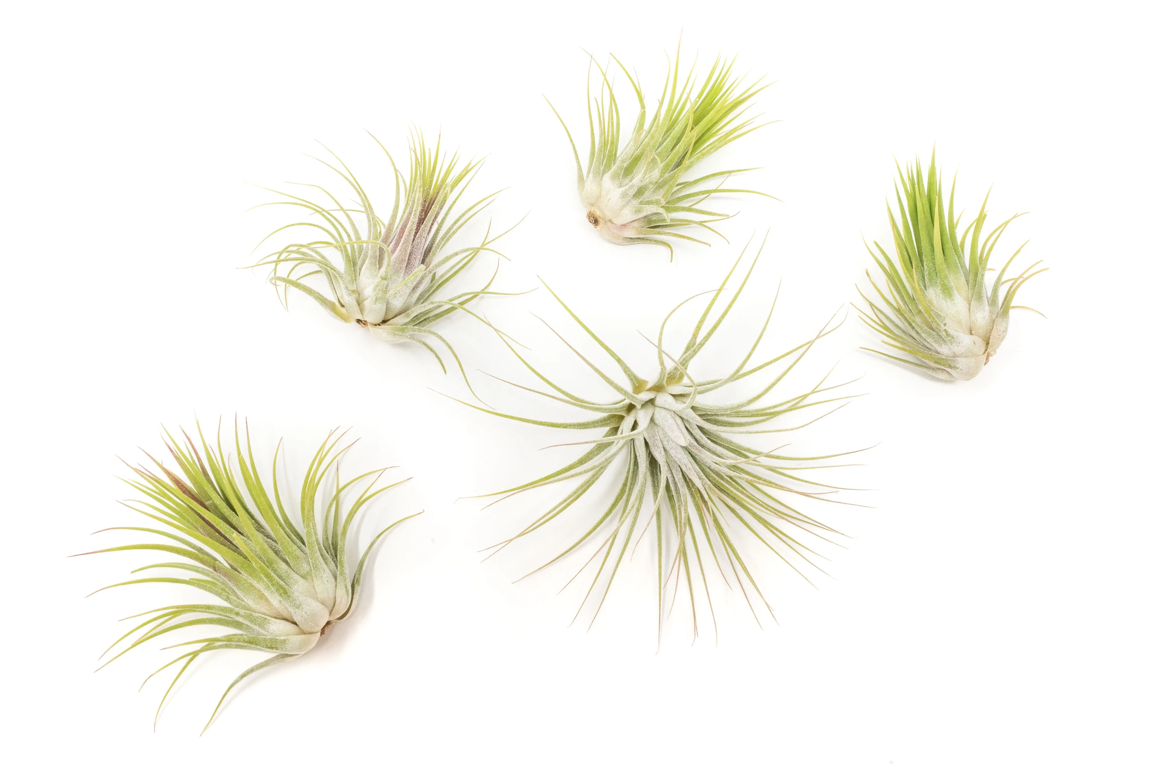 Wholesale - Tillandsia Ionantha Guatemala Air Plants