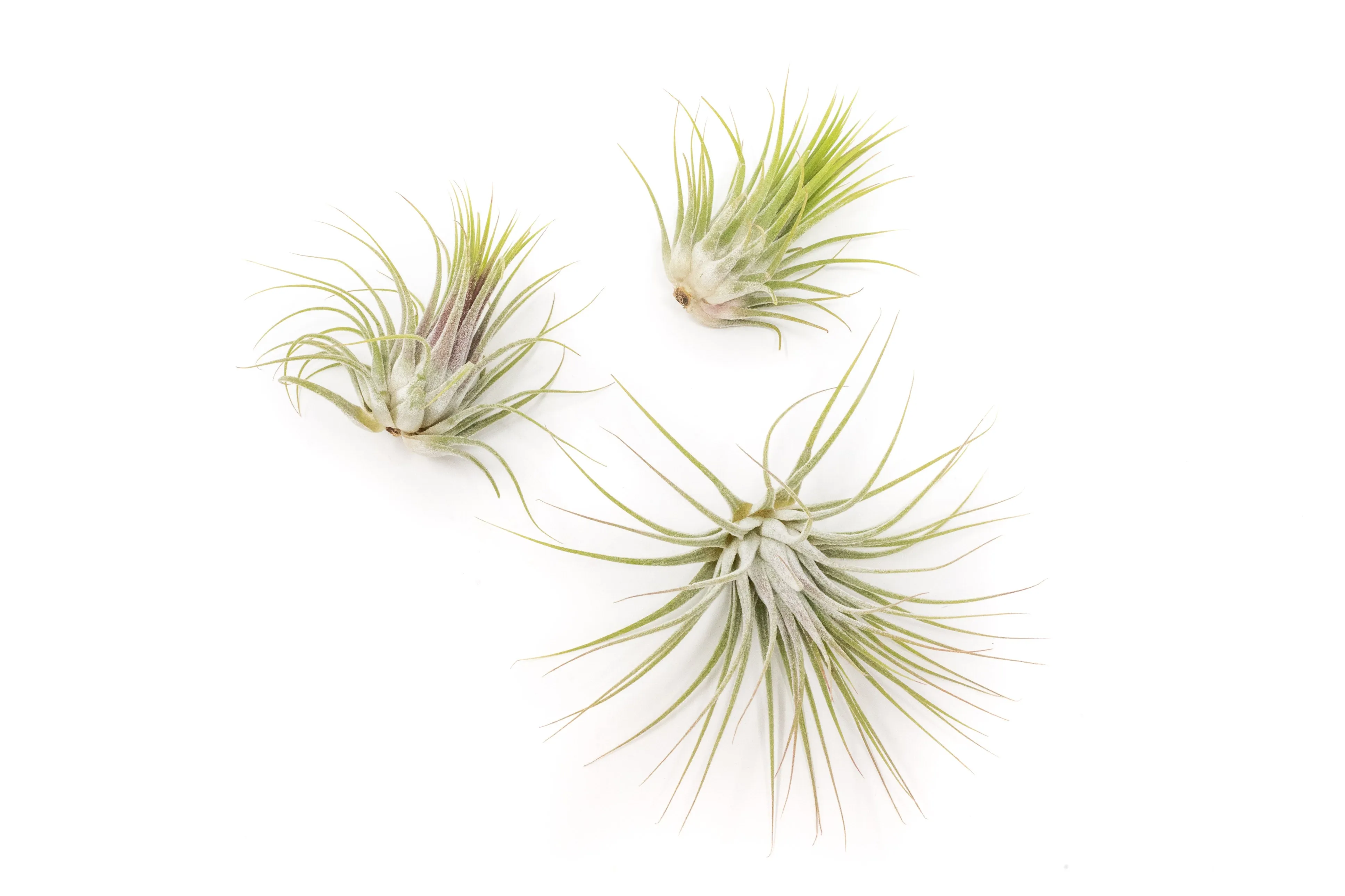 Wholesale - Tillandsia Ionantha Guatemala Air Plants