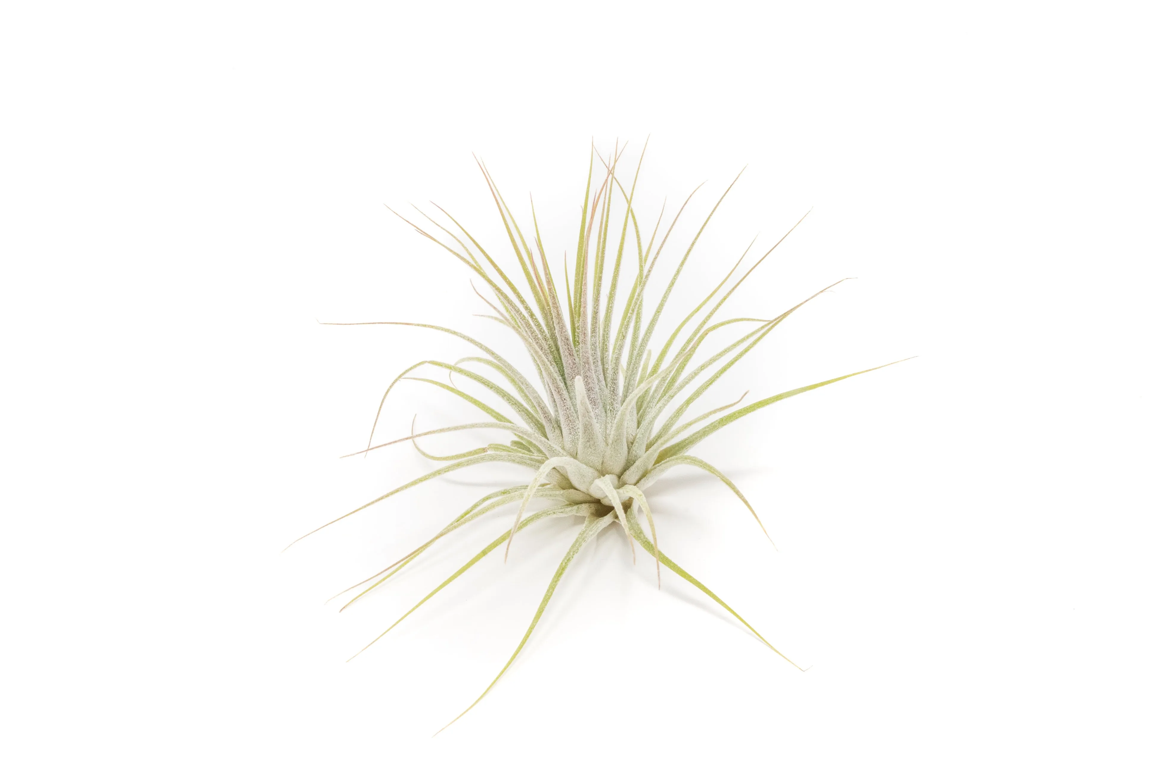 Wholesale - Tillandsia Ionantha Guatemala Air Plants