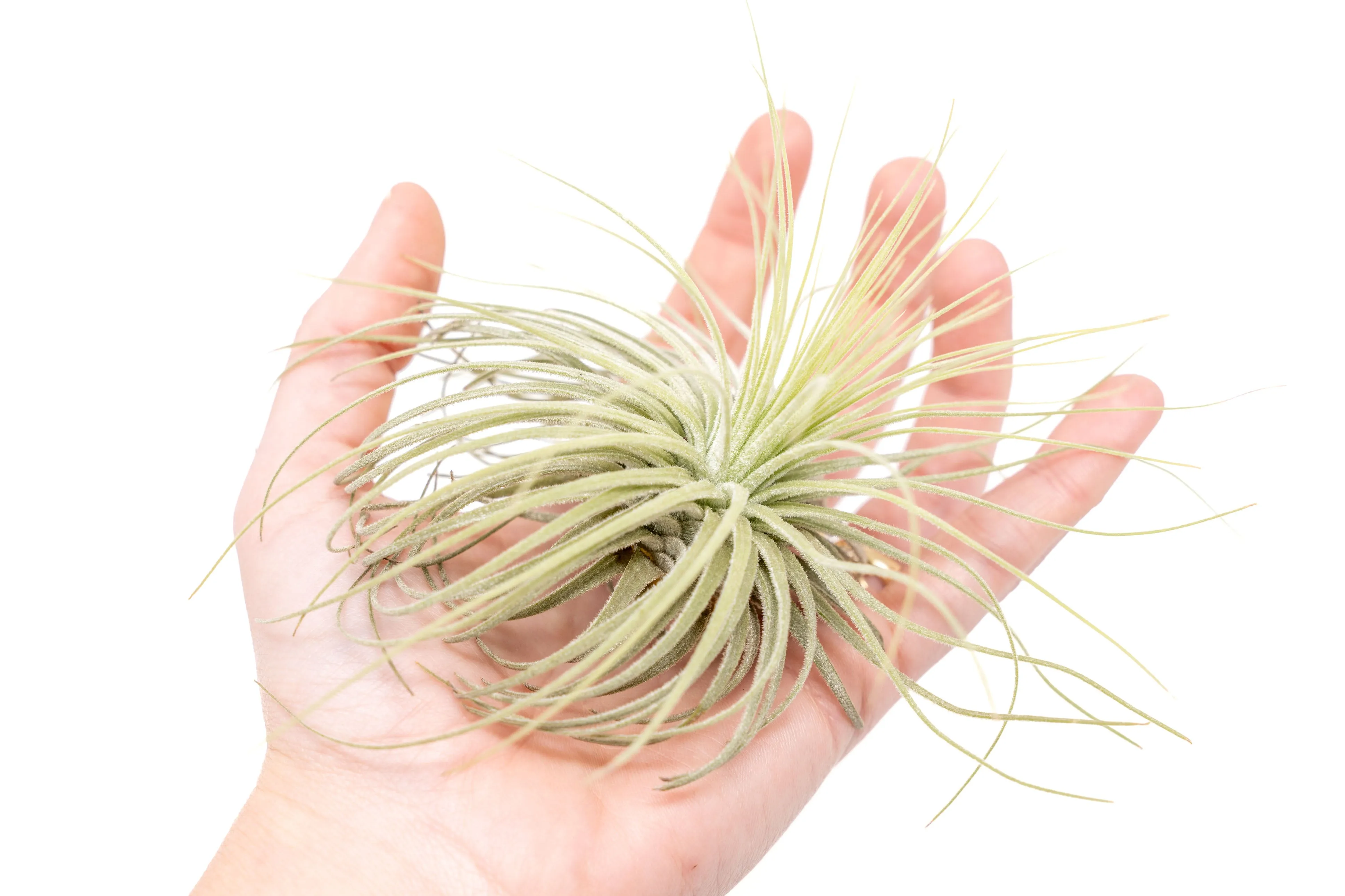 Wholesale - Tillandsia Magnusiana Air Plants