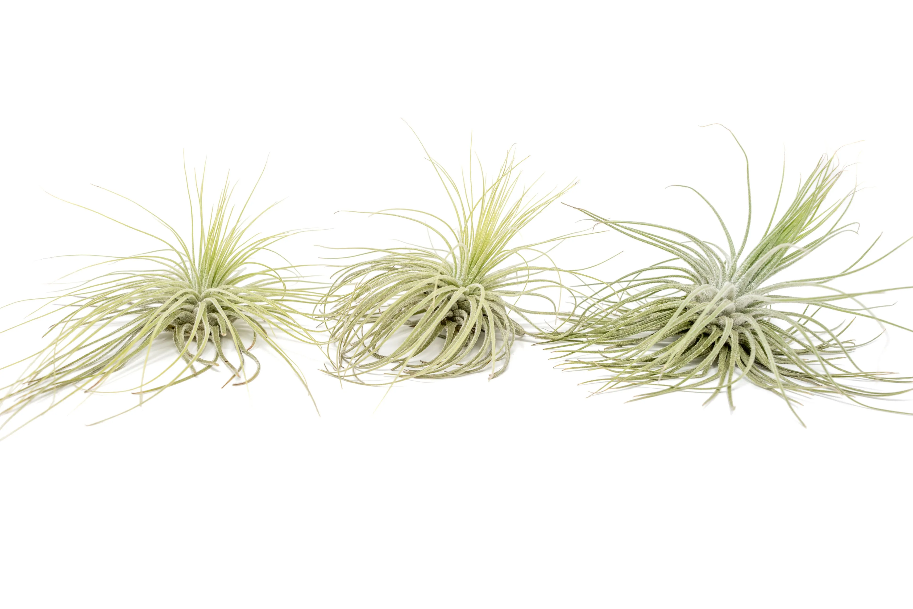 Wholesale - Tillandsia Magnusiana Air Plants