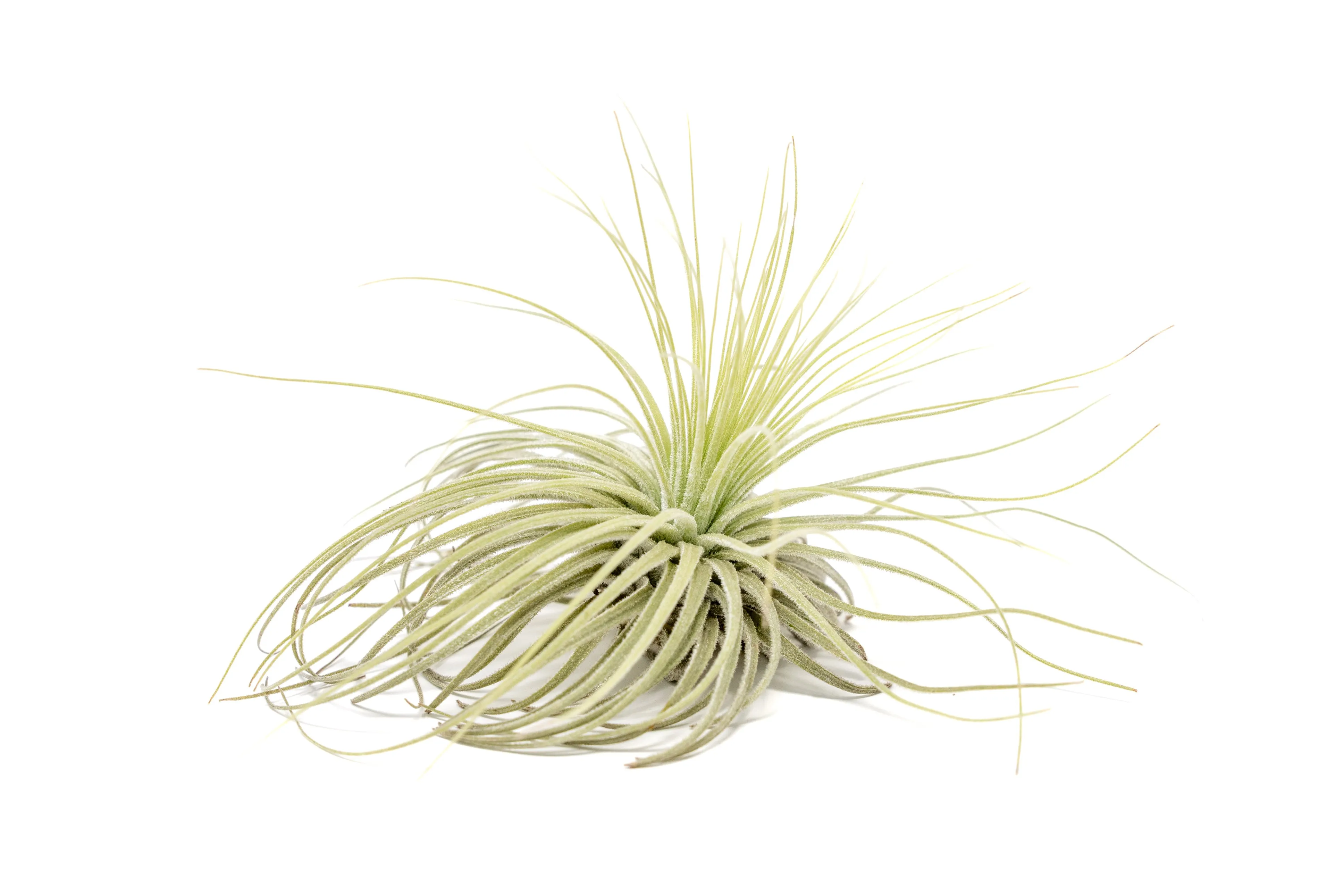 Wholesale - Tillandsia Magnusiana Air Plants