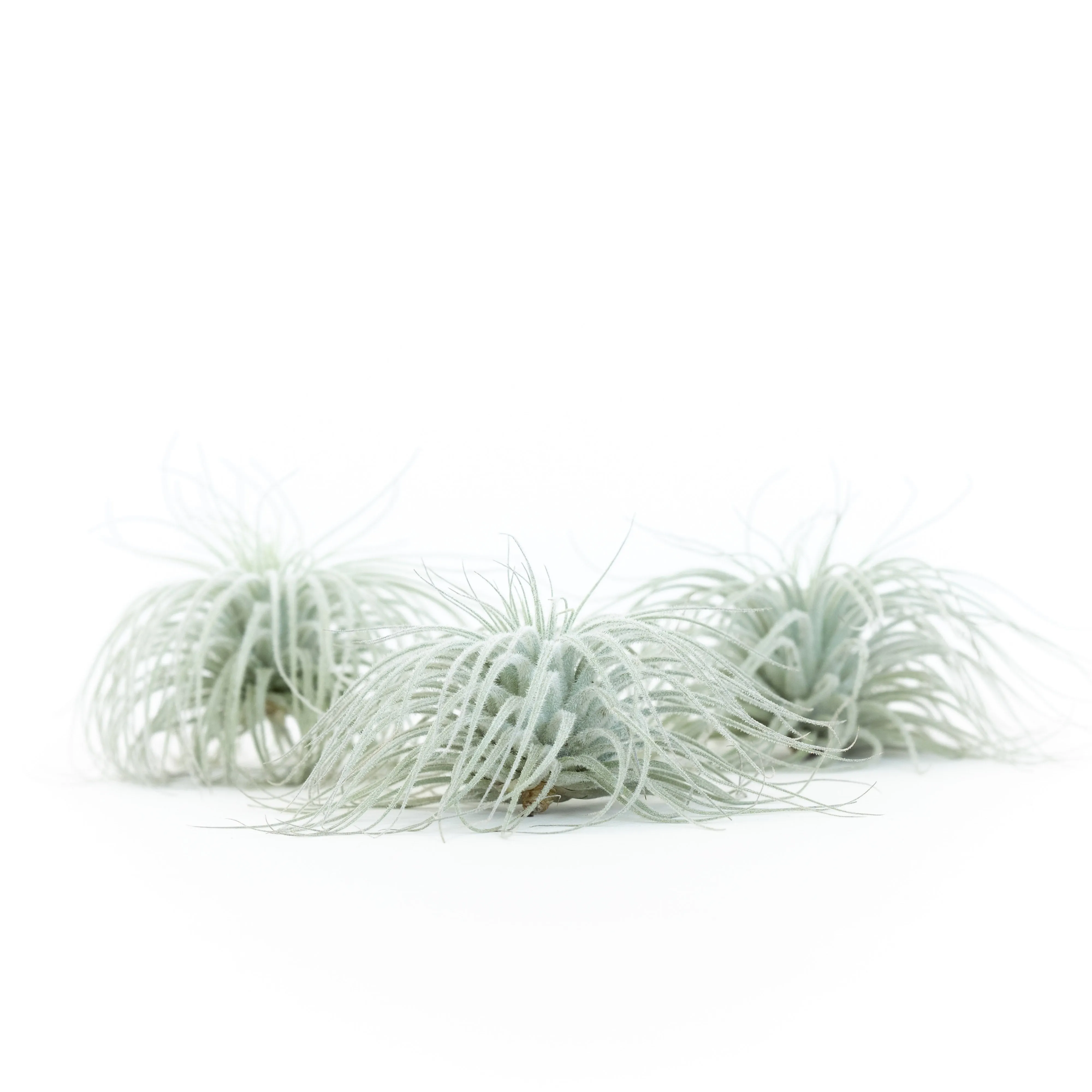 Wholesale - Tillandsia Tectorum Ecuador Air Plants