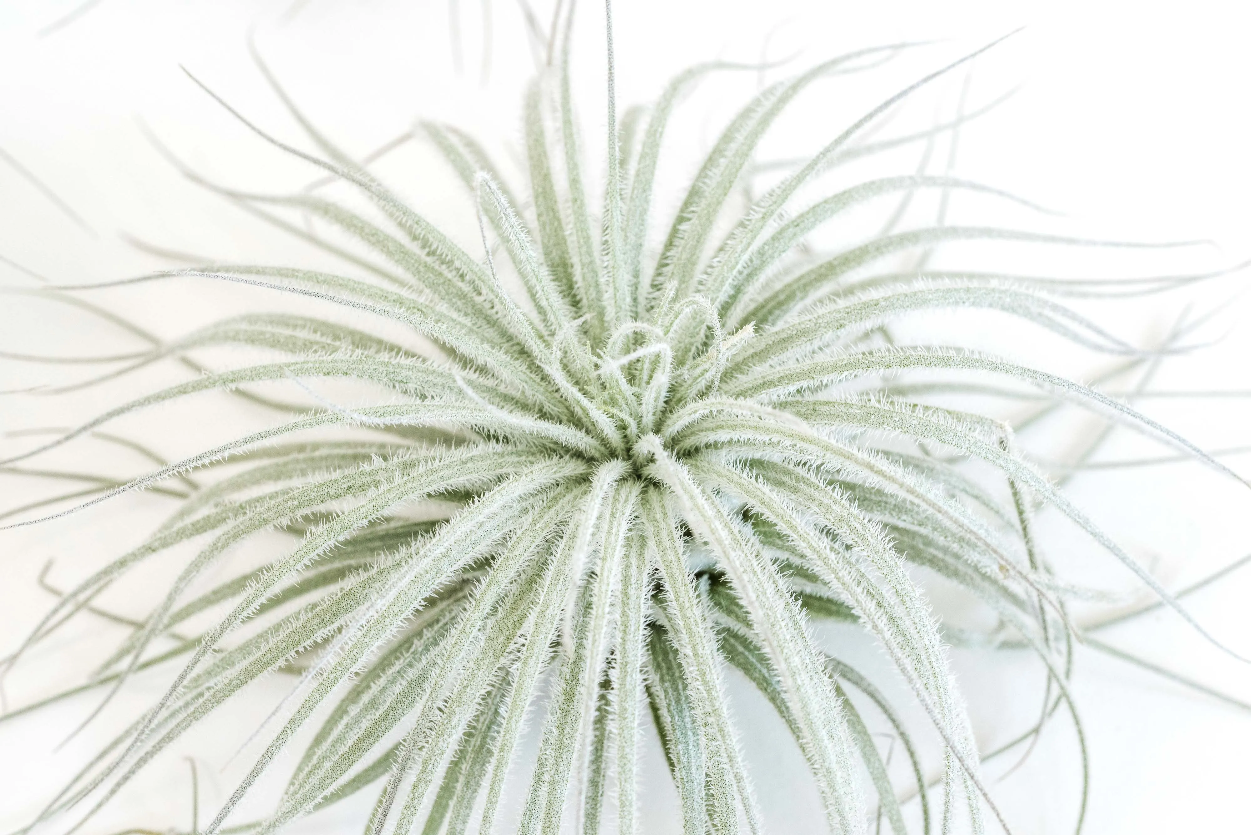 Wholesale - Tillandsia Tectorum Ecuador Air Plants