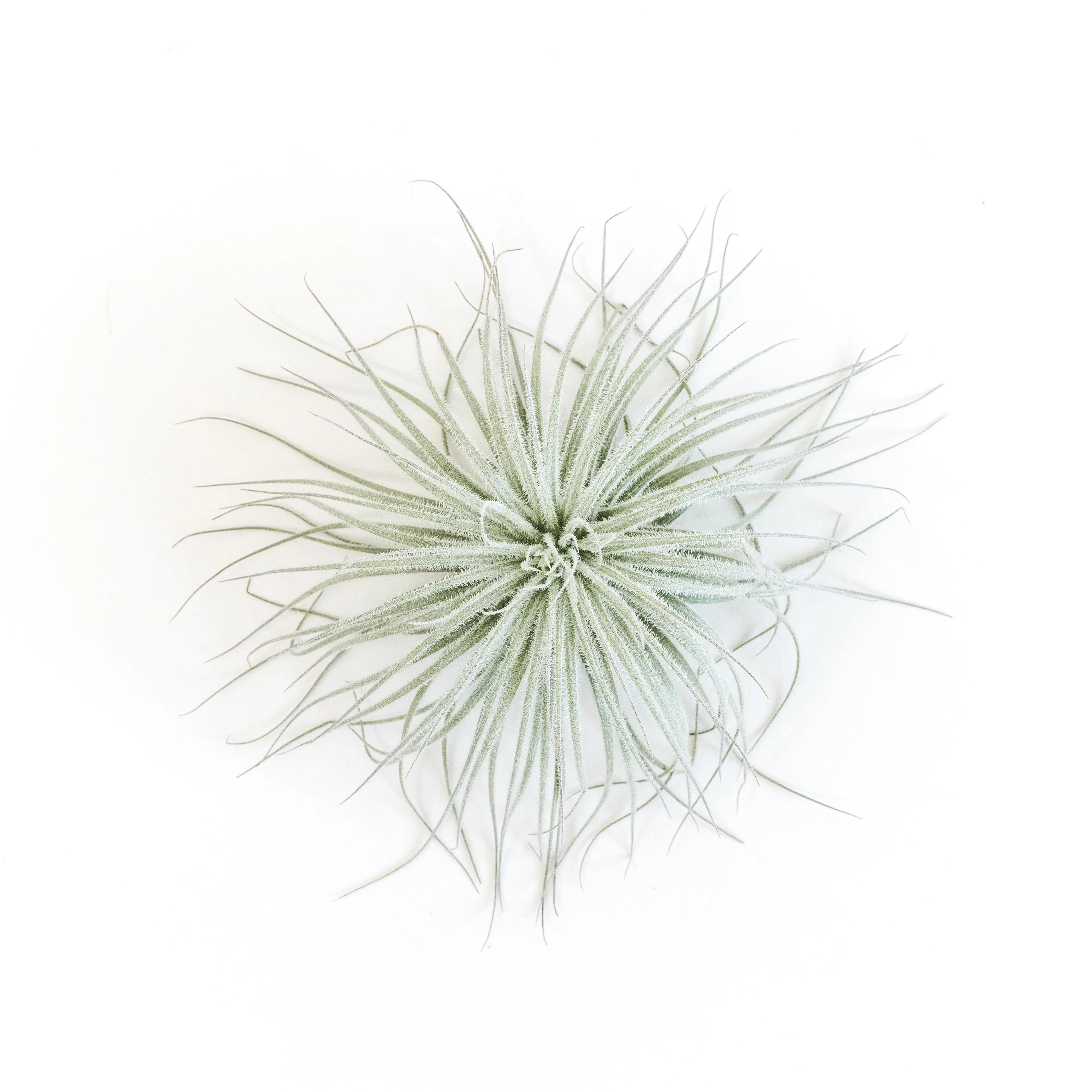 Wholesale - Tillandsia Tectorum Ecuador Air Plants