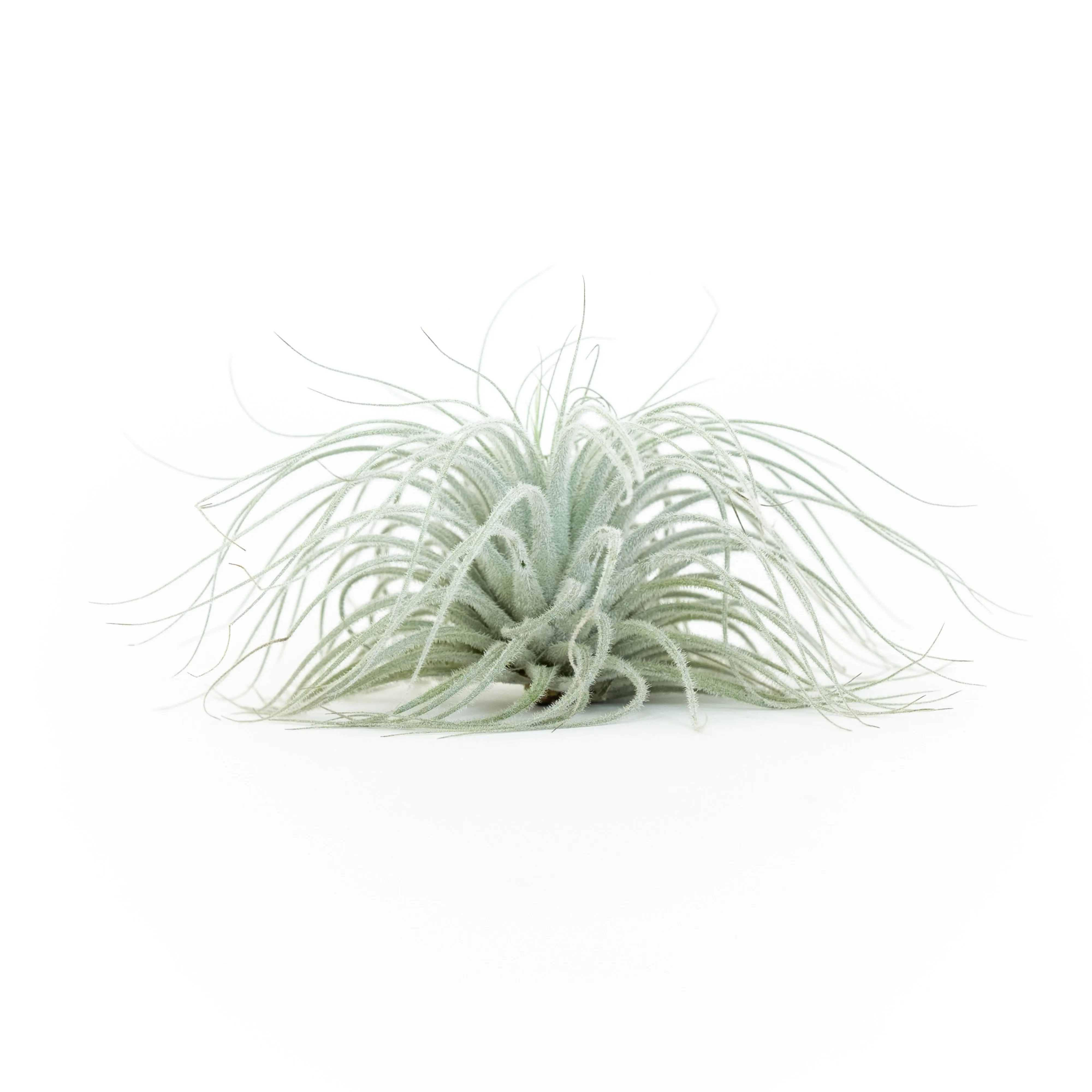 Wholesale - Tillandsia Tectorum Ecuador Air Plants