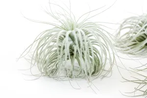 Wholesale - Tillandsia Tectorum Ecuador Air Plants