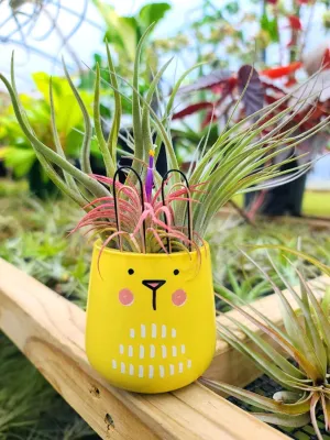 Yellow Bunny Pot Air Plant Bouquet